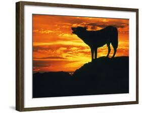 Grey Wolf, Howling at Sunset-Kim Taylor-Framed Photographic Print