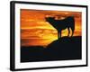 Grey Wolf, Howling at Sunset-Kim Taylor-Framed Photographic Print