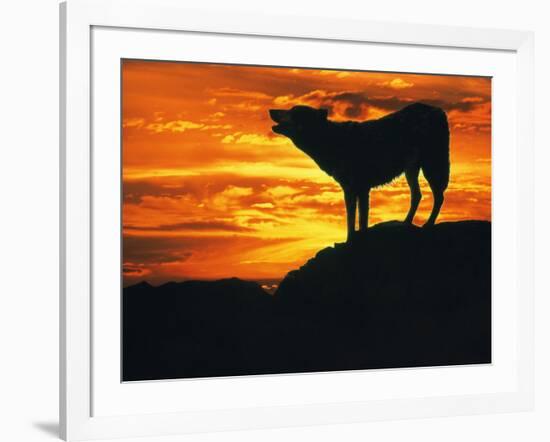 Grey Wolf, Howling at Sunset-Kim Taylor-Framed Photographic Print