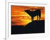 Grey Wolf, Howling at Sunset-Kim Taylor-Framed Photographic Print