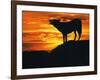 Grey Wolf, Howling at Sunset-Kim Taylor-Framed Photographic Print