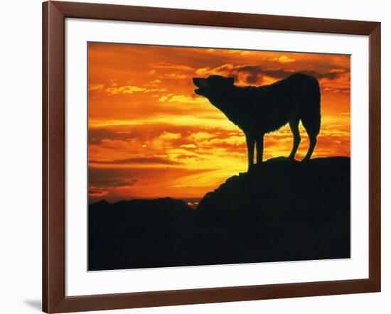 Grey Wolf, Howling at Sunset-Kim Taylor-Framed Photographic Print