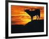 Grey Wolf, Howling at Sunset-Kim Taylor-Framed Photographic Print