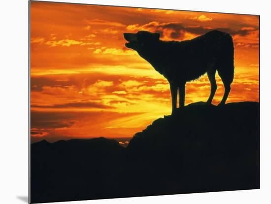 Grey Wolf, Howling at Sunset-Kim Taylor-Mounted Photographic Print