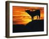 Grey Wolf, Howling at Sunset-Kim Taylor-Framed Photographic Print