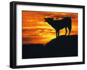 Grey Wolf, Howling at Sunset-Kim Taylor-Framed Photographic Print