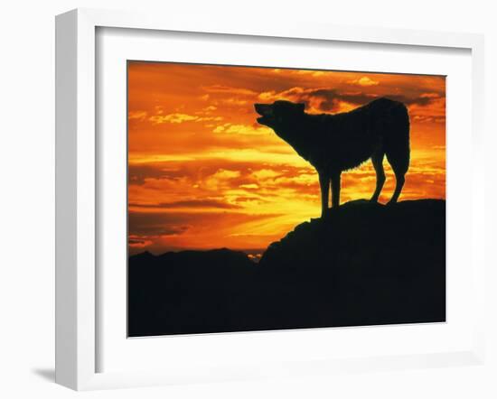 Grey Wolf, Howling at Sunset-Kim Taylor-Framed Photographic Print