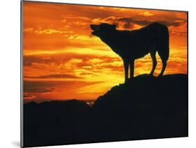 Grey Wolf, Howling at Sunset-Kim Taylor-Mounted Photographic Print