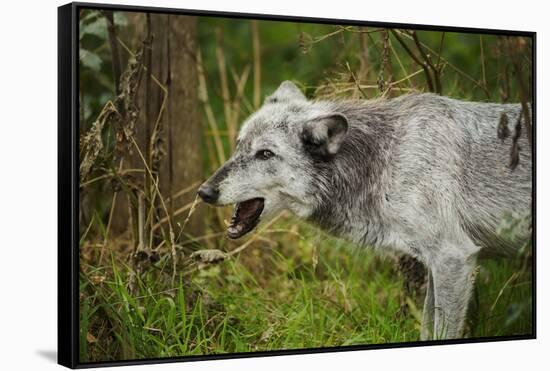 Grey wolf (Lupus canis), captive, United Kingdom, Europe-Janette Hill-Framed Stretched Canvas