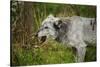 Grey wolf (Lupus canis), captive, United Kingdom, Europe-Janette Hill-Stretched Canvas