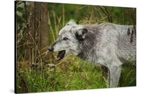 Grey wolf (Lupus canis), captive, United Kingdom, Europe-Janette Hill-Stretched Canvas