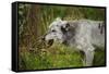 Grey wolf (Lupus canis), captive, United Kingdom, Europe-Janette Hill-Framed Stretched Canvas