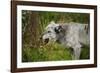 Grey wolf (Lupus canis), captive, United Kingdom, Europe-Janette Hill-Framed Photographic Print