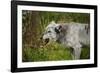 Grey wolf (Lupus canis), captive, United Kingdom, Europe-Janette Hill-Framed Photographic Print