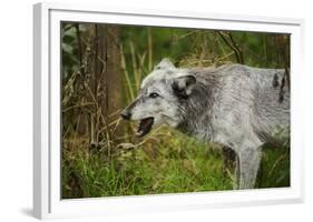 Grey wolf (Lupus canis), captive, United Kingdom, Europe-Janette Hill-Framed Photographic Print