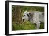 Grey wolf (Lupus canis), captive, United Kingdom, Europe-Janette Hill-Framed Photographic Print