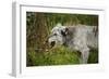 Grey wolf (Lupus canis), captive, United Kingdom, Europe-Janette Hill-Framed Photographic Print