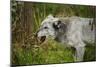 Grey wolf (Lupus canis), captive, United Kingdom, Europe-Janette Hill-Mounted Photographic Print