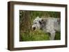 Grey wolf (Lupus canis), captive, United Kingdom, Europe-Janette Hill-Framed Photographic Print