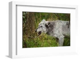 Grey wolf (Lupus canis), captive, United Kingdom, Europe-Janette Hill-Framed Photographic Print