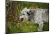 Grey wolf (Lupus canis), captive, United Kingdom, Europe-Janette Hill-Mounted Photographic Print