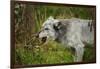 Grey wolf (Lupus canis), captive, United Kingdom, Europe-Janette Hill-Framed Photographic Print