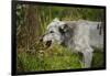 Grey wolf (Lupus canis), captive, United Kingdom, Europe-Janette Hill-Framed Photographic Print