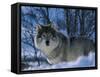 Grey Wolf Male in Snow, Norway-Bernard Walton-Framed Stretched Canvas