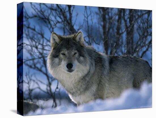 Grey Wolf Male in Snow, Norway-Bernard Walton-Stretched Canvas