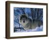 Grey Wolf Male in Snow, Norway-Bernard Walton-Framed Premium Photographic Print