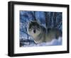 Grey Wolf Male in Snow, Norway-Bernard Walton-Framed Premium Photographic Print
