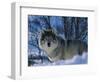 Grey Wolf Male in Snow, Norway-Bernard Walton-Framed Premium Photographic Print