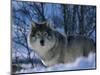 Grey Wolf Male in Snow, Norway-Bernard Walton-Mounted Premium Photographic Print