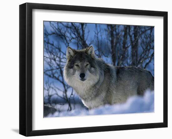 Grey Wolf Male in Snow, Norway-Bernard Walton-Framed Premium Photographic Print