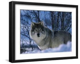 Grey Wolf Male in Snow, Norway-Bernard Walton-Framed Premium Photographic Print