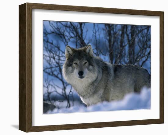 Grey Wolf Male in Snow, Norway-Bernard Walton-Framed Photographic Print