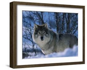 Grey Wolf Male in Snow, Norway-Bernard Walton-Framed Photographic Print
