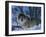 Grey Wolf Male in Snow, Norway-Bernard Walton-Framed Photographic Print