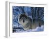 Grey Wolf Male in Snow, Norway-Bernard Walton-Framed Photographic Print