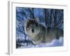 Grey Wolf Male in Snow, Norway-Bernard Walton-Framed Photographic Print