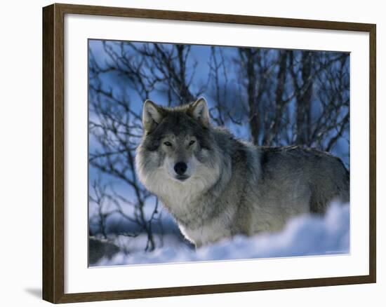 Grey Wolf Male in Snow, Norway-Bernard Walton-Framed Photographic Print