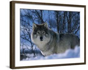 Grey Wolf Male in Snow, Norway-Bernard Walton-Framed Photographic Print