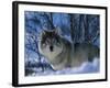 Grey Wolf Male in Snow, Norway-Bernard Walton-Framed Photographic Print