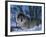 Grey Wolf Male in Snow, Norway-Bernard Walton-Framed Photographic Print