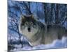 Grey Wolf Male in Snow, Norway-Bernard Walton-Mounted Photographic Print