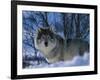 Grey Wolf Male in Snow, Norway-Bernard Walton-Framed Photographic Print