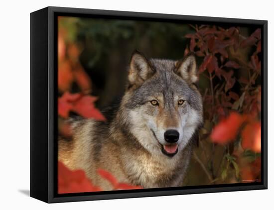 Grey Wolf Portrait, Minnesota, USA-Lynn M. Stone-Framed Stretched Canvas