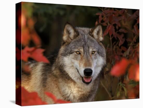 Grey Wolf Portrait, Minnesota, USA-Lynn M. Stone-Stretched Canvas