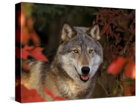 Grey Wolf Portrait, Minnesota, USA-Lynn M. Stone-Stretched Canvas