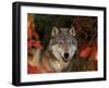 Grey Wolf Portrait, Minnesota, USA-Lynn M. Stone-Framed Premium Photographic Print